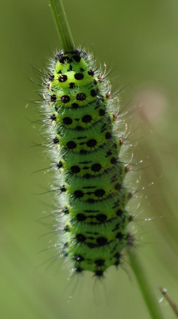 Emperor Moth larva -  Annie Sutcliffe